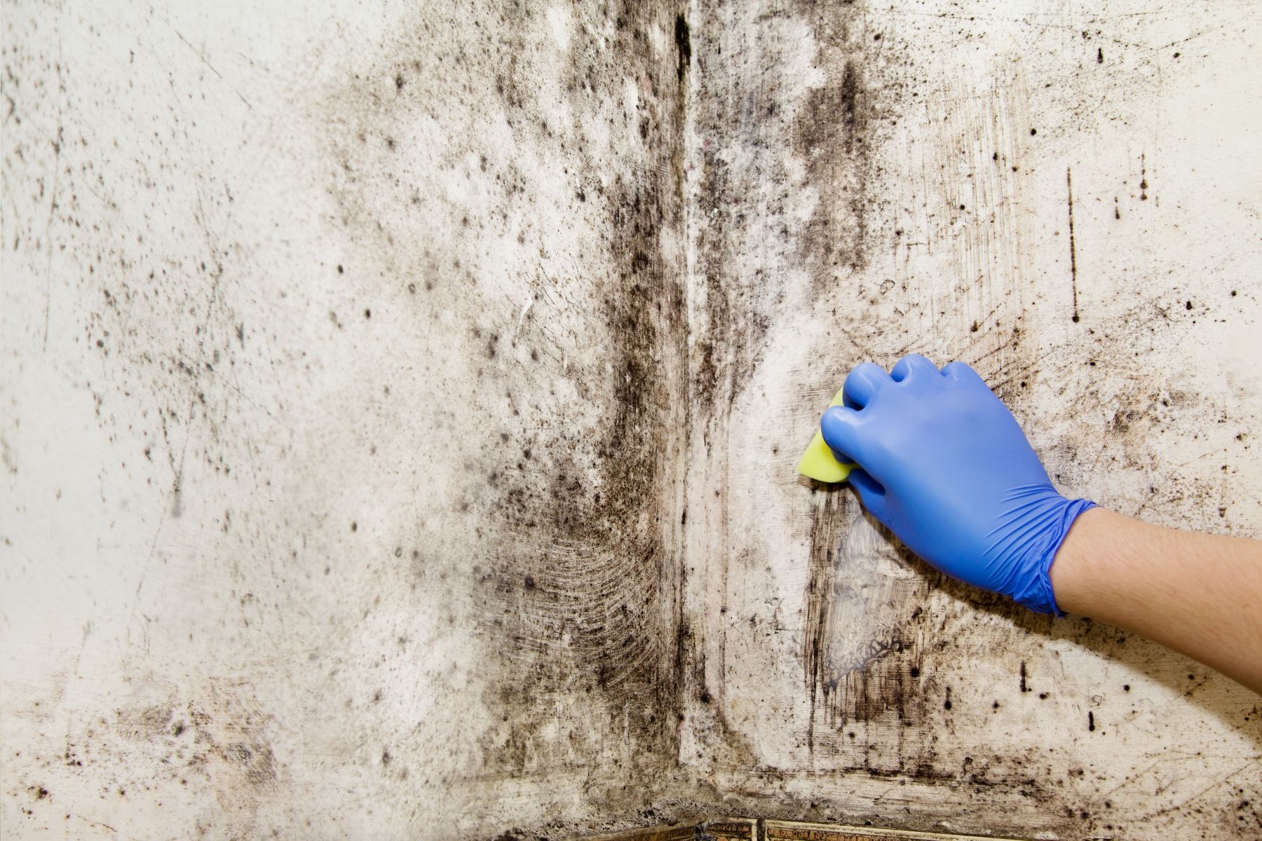 A person’s hand cleaning black mould off a wall inside their home